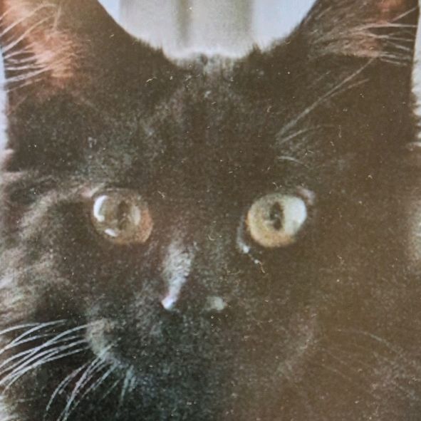 Darth - the Cat