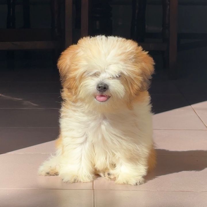 Coffee Diaries 🐶