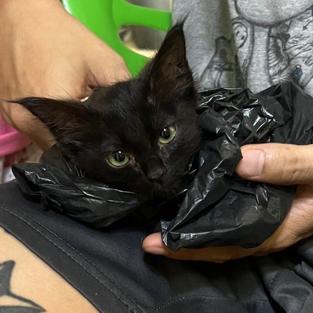 happycatty
