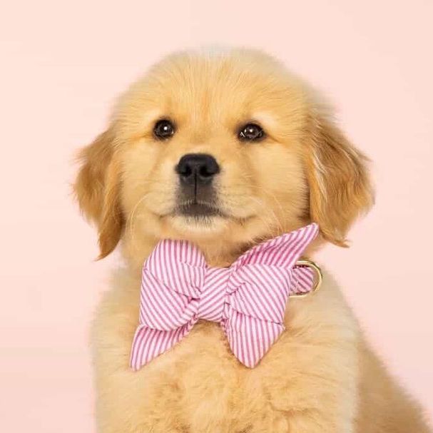 Penny the Golden Girl