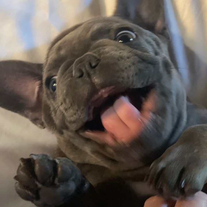 french_bulldog_stitch