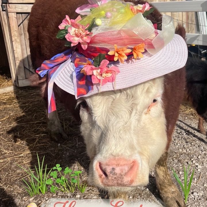 Willowthecow