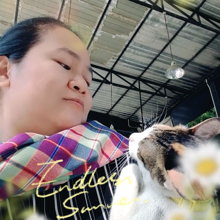 แม่วันทาสแมว