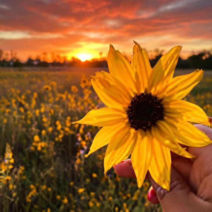 Sunflower 🌻