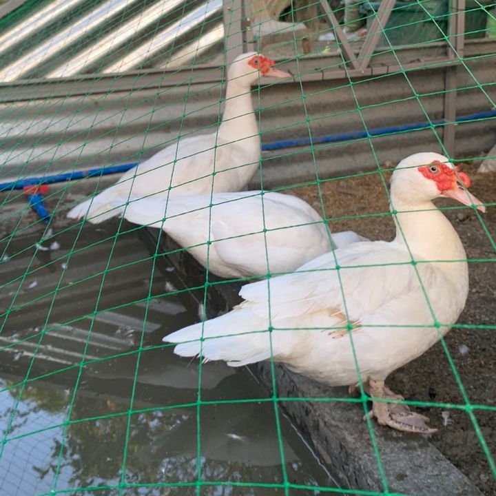 Duckyard by The Young Farmer