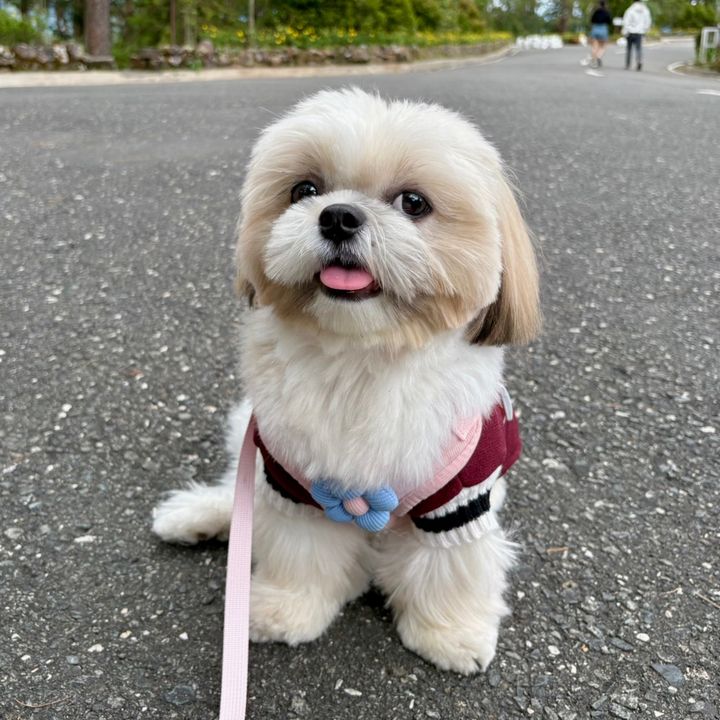 ely_paws