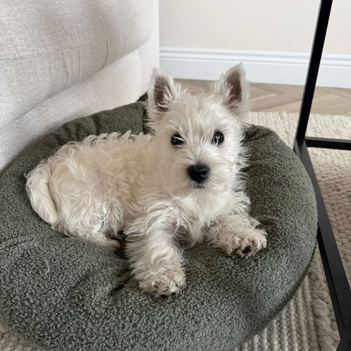 Sage The Westie 💚