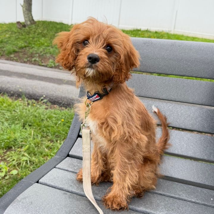 OakleyTheCavapoo