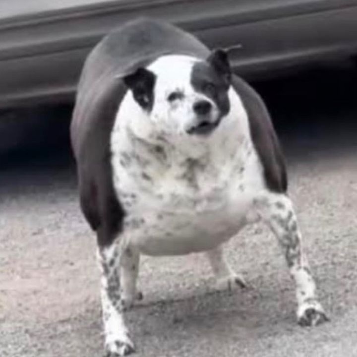 Muy Chico