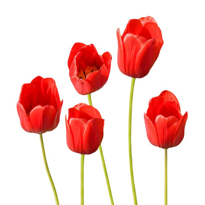 Tulip
