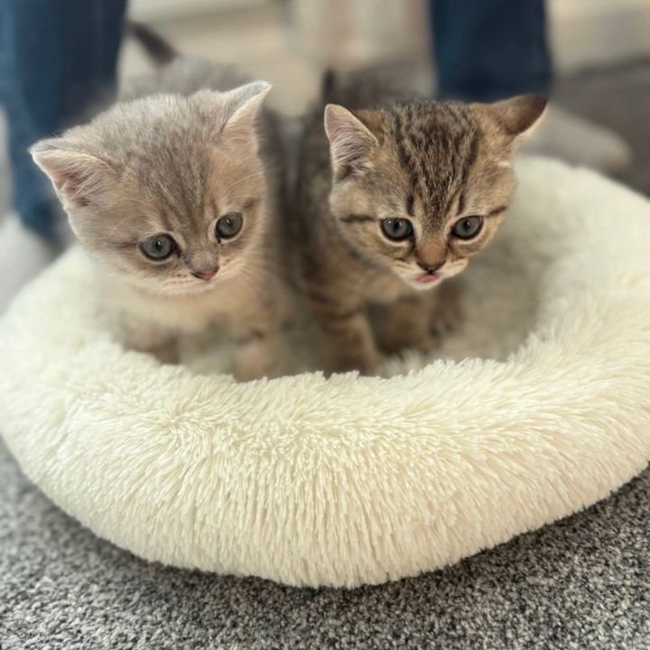 Loki & Mila 🐾