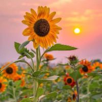 Daisy25856