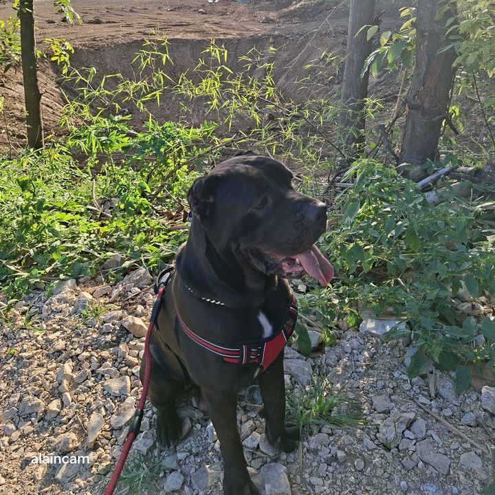 Loki Canecorso