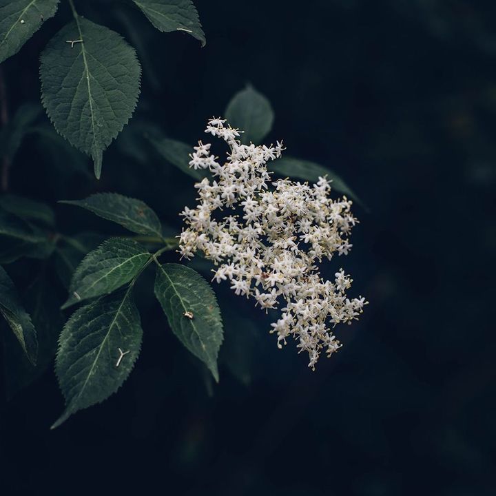 Nghĩa đã hết u tuyến giáp