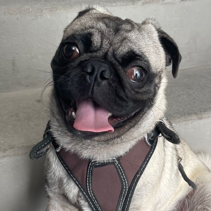 Max el Pug