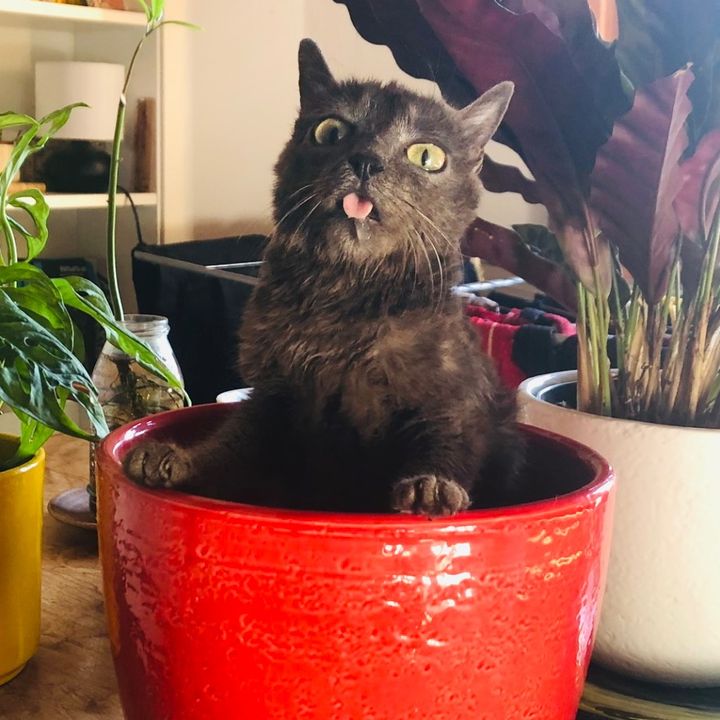 blu_the_blep