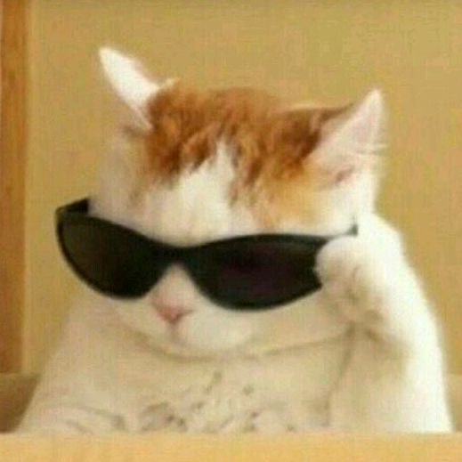 Cleiton o gato