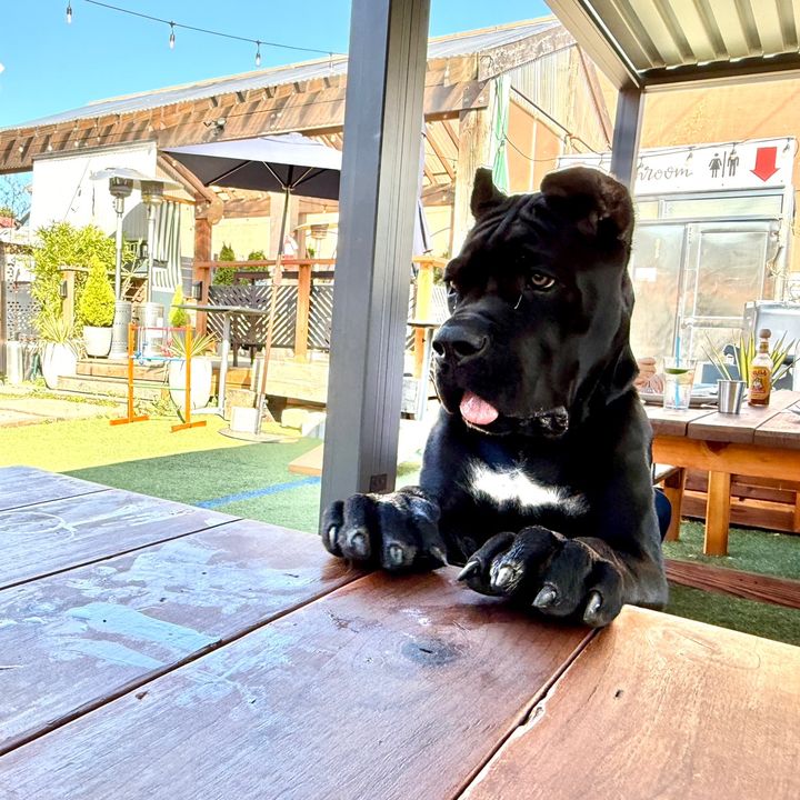 Gaston Cane Corso