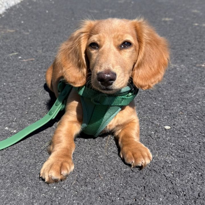 Mini Winnie