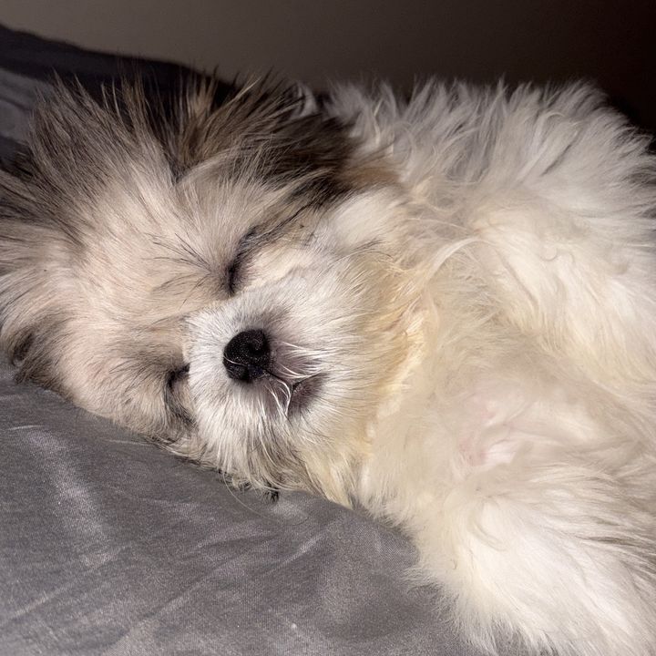Pepper