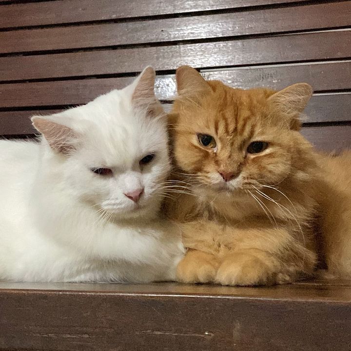 😸Cheese & Casper😺