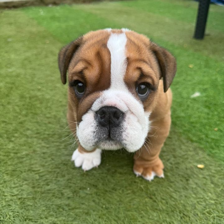 Breakker the Bulldog