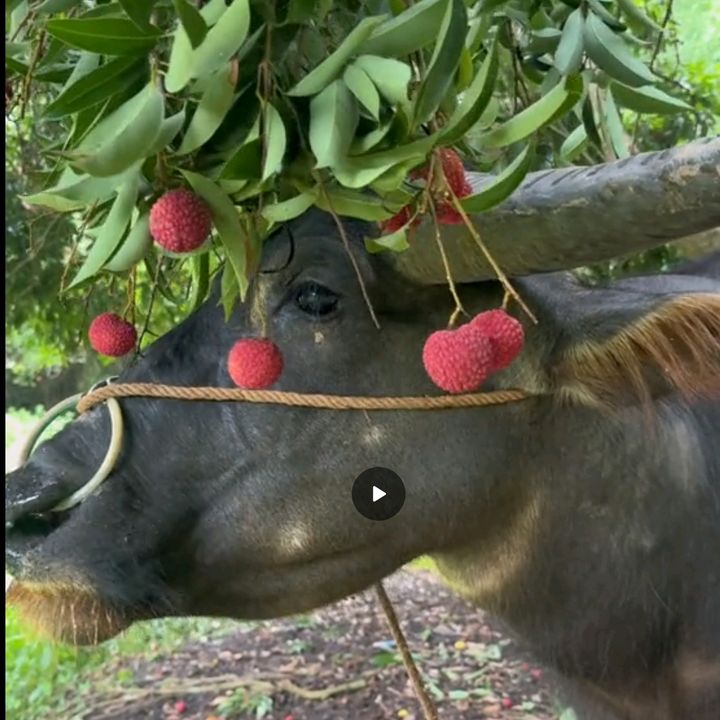 Cô Nông Dân