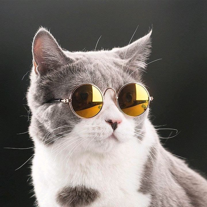 Dailycatstiktok
