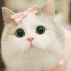 Cat kitten