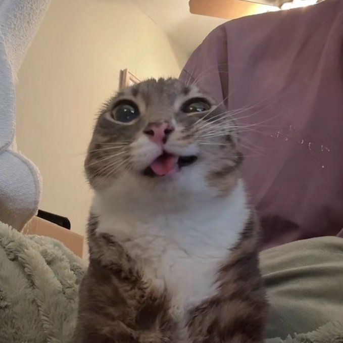 gatosfofosbr