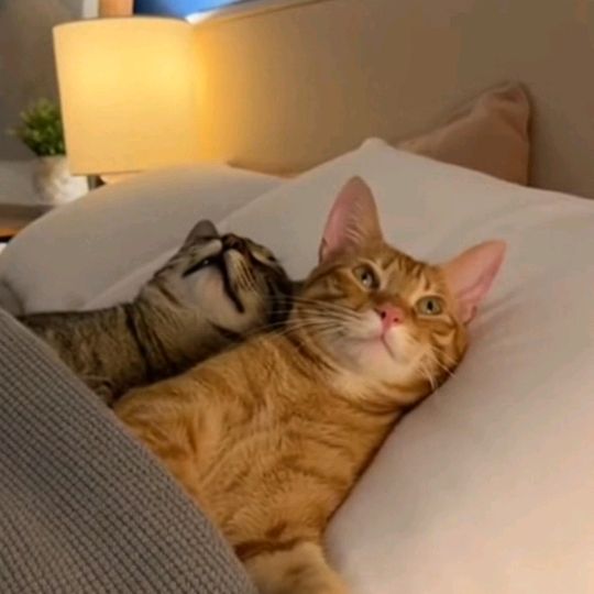 WhiskerHub27