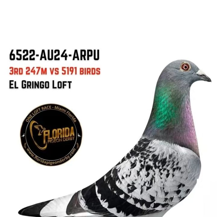 el.gringo