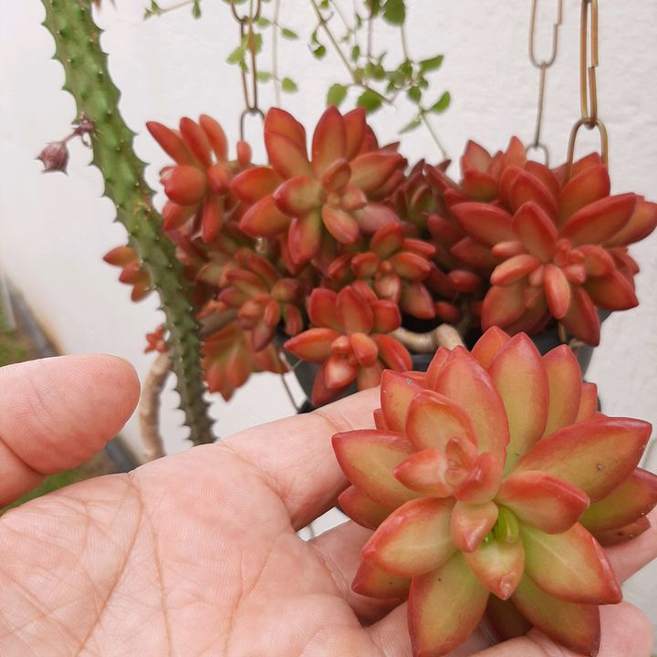 "Suculentas Dona D"