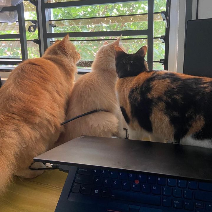 Ginger, Jiro & Chai