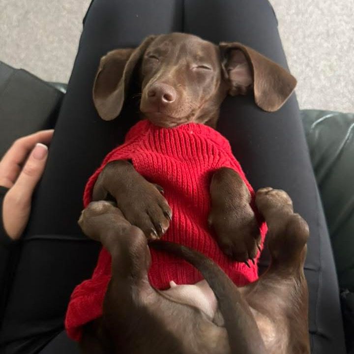Maple 🐾🎀