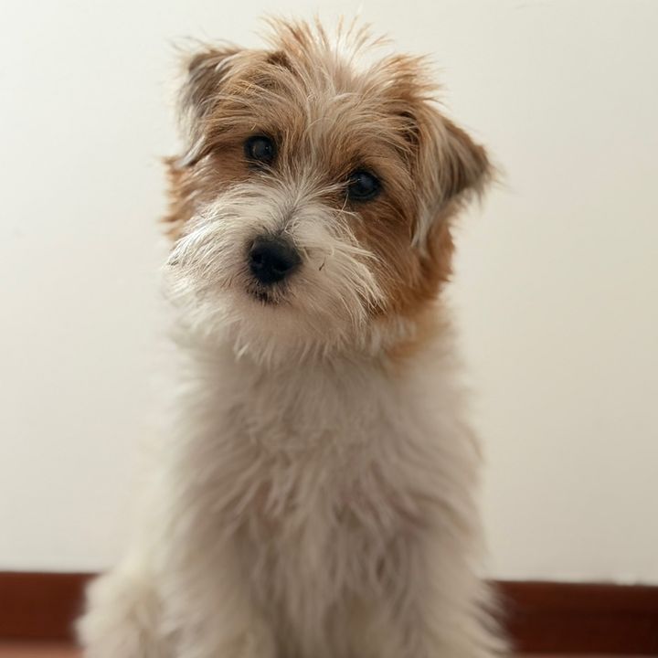 GINGER🐾 Jack Russell
