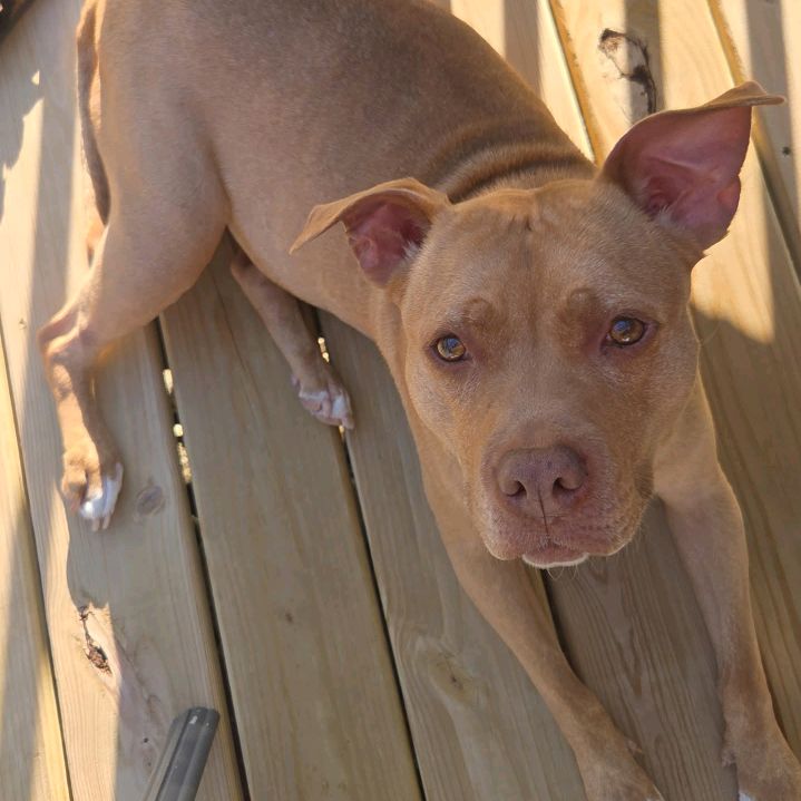 Karen The Pibble