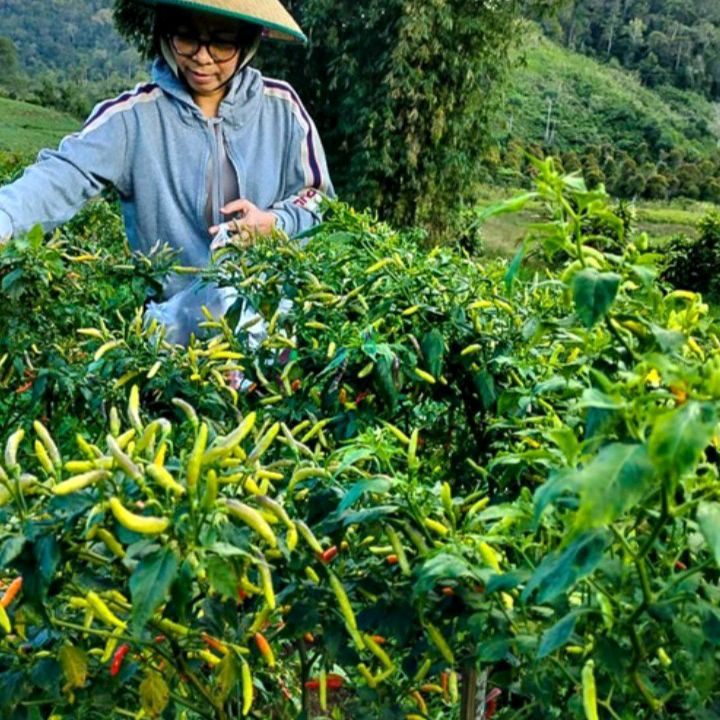 juragan sayur