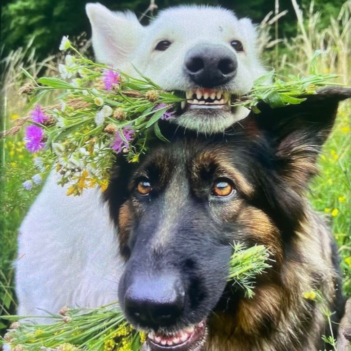 PuptailsPals
