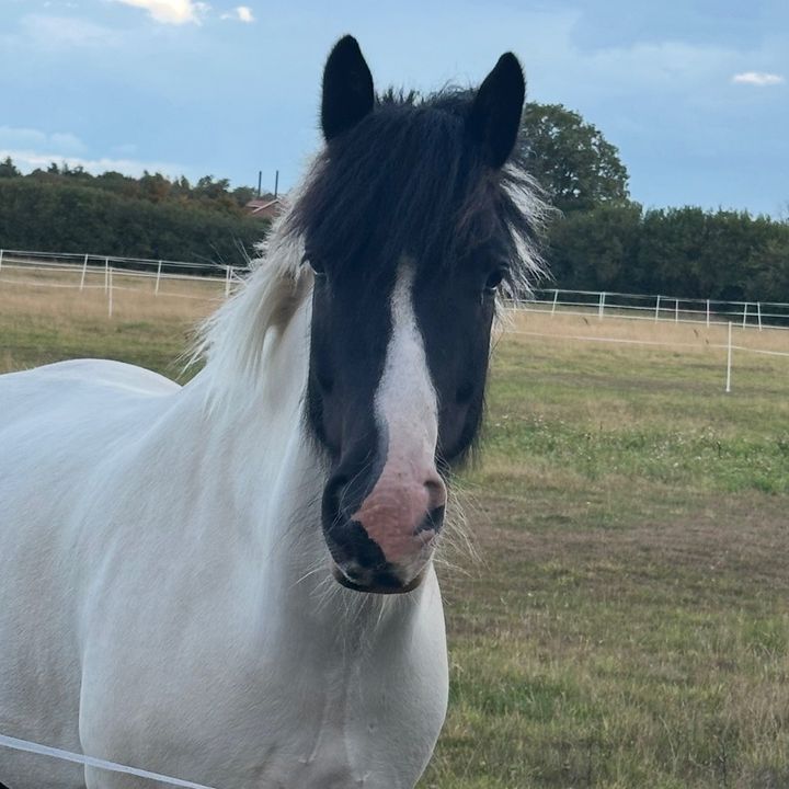 JaspertheCob