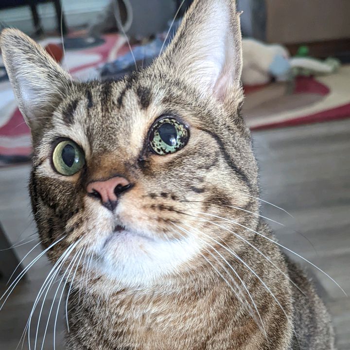 🥉 LordBean 🐈 TTS 🥉