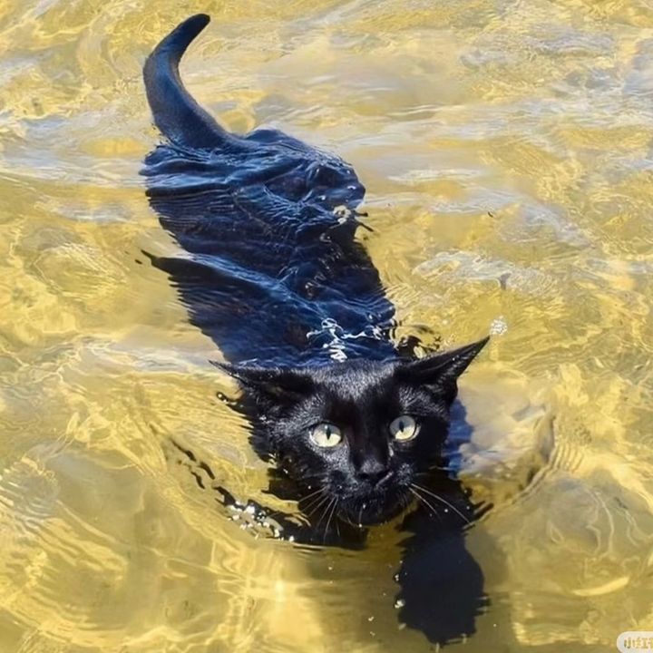 baxitoubu