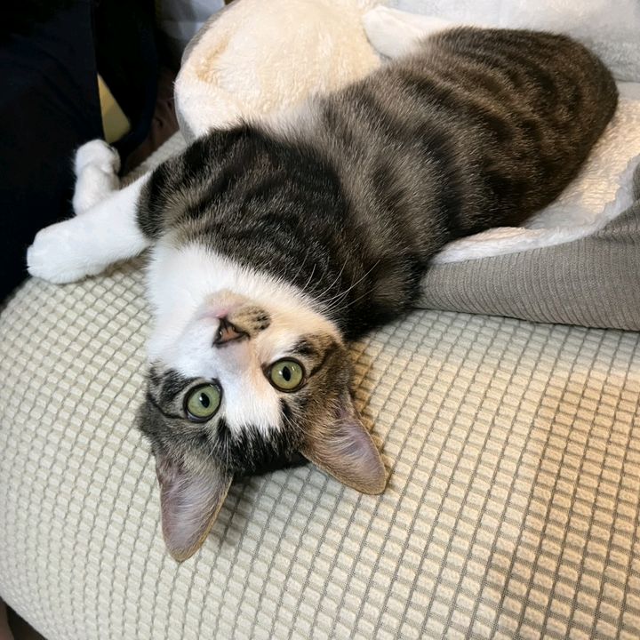 ねこのそうちゃんです