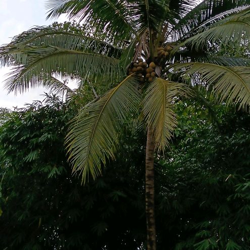 ALHAMDULILLAH BAROKAH
