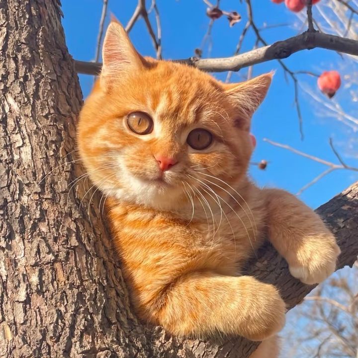 happycat771