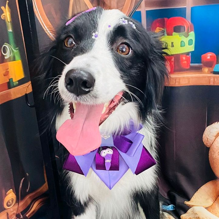 Shelby | Border Collie 🐶🦮
