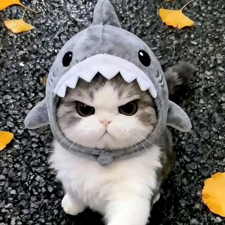 cutecat