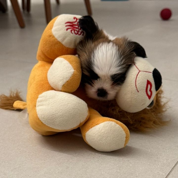 Theo Shih Tzu