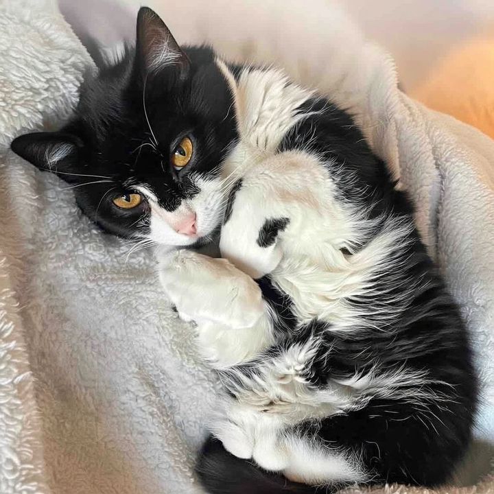 Gizmo