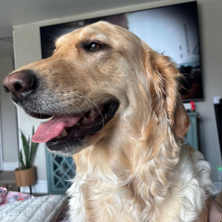 Luna the Golden